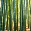 Sunlight filtering through tall green bamboo stems at Hokokuji in Kamakura.