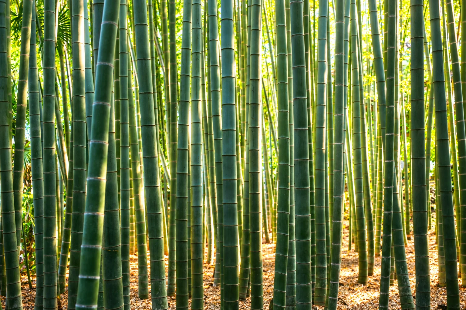 Sunlight filtering through tall green bamboo stems at Hokokuji in Kamakura.
