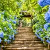 Stone steps lined with flowering blue hydrangeas in the gardens of Meigetsu-in in Kamakura.
